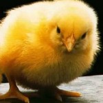 pollito