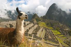 llama.jpg