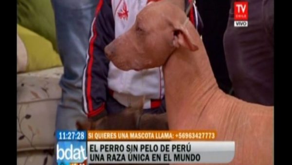 'Limón' fue presentado en TV chilena como Patrimonio Nacional del Perú