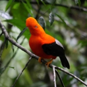 884277-gallito-de-las-rocas-1