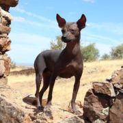 Perro-sin-pelo-del-Peru