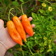 SM-Aji-Amarillo-peppers-ripe