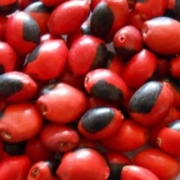 huayruros