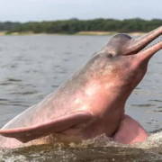 El-delfin-rosado-una-criatura-extraordinaria